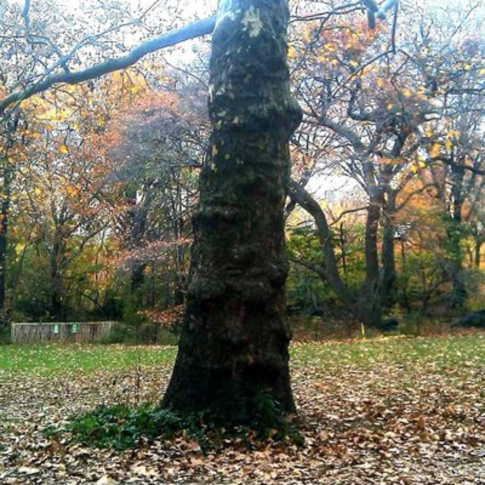 Central Park: Sunday’s stunning explosion of autumn colors