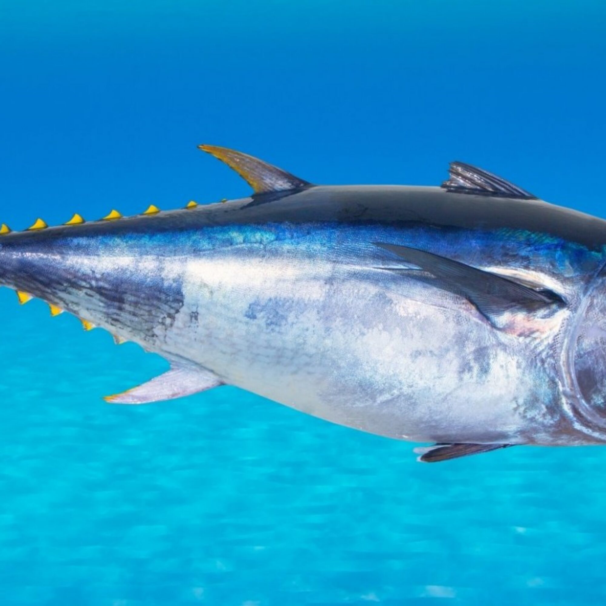 How Your Tuna Is About To Get Plant-Based
